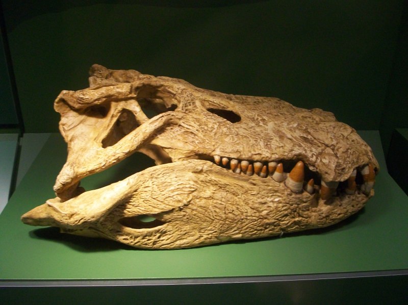 Mahajangasuchus insignis