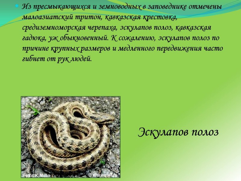 Кавказская гадюка, эскулапов полоз