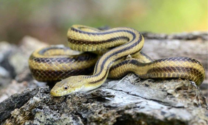 Yellow Striped Racer Snake