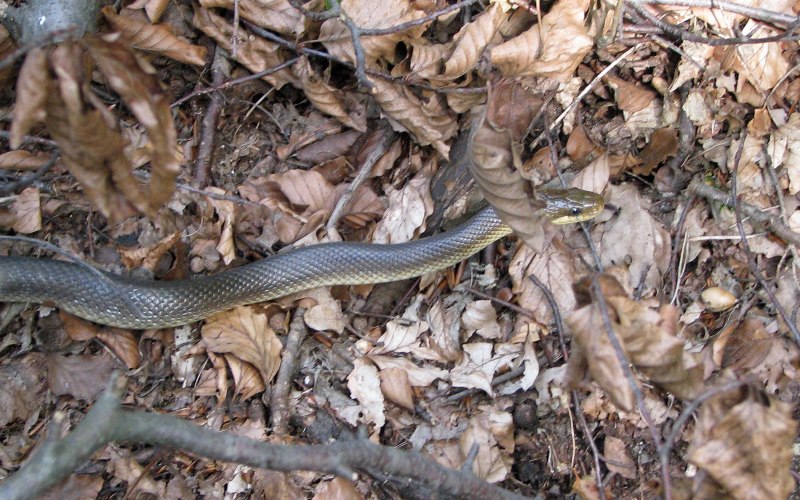 Полоз эскулапов (zamenis longissimus)