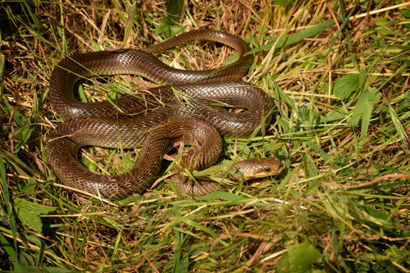 Zamenis longissimus