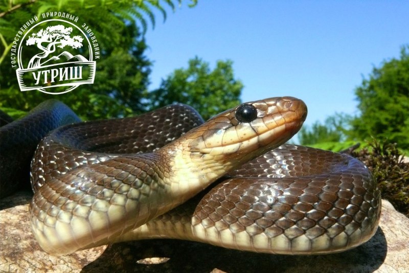 Полоз эскулапов (zamenis longissimus)