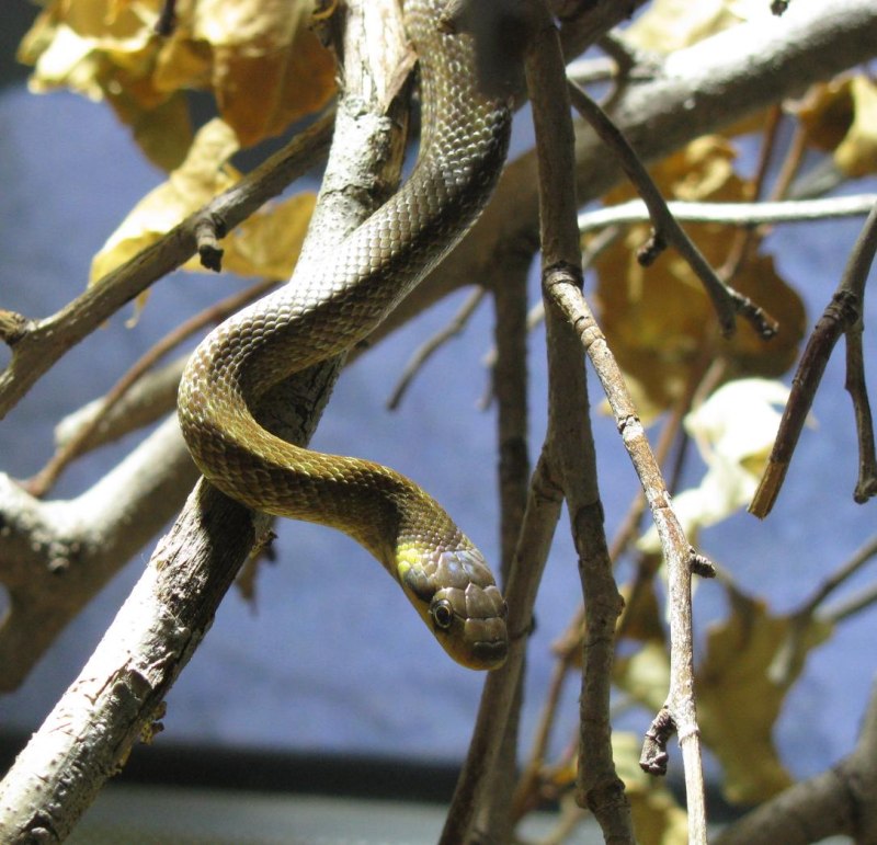 Полоз эскулапов (zamenis longissimus)