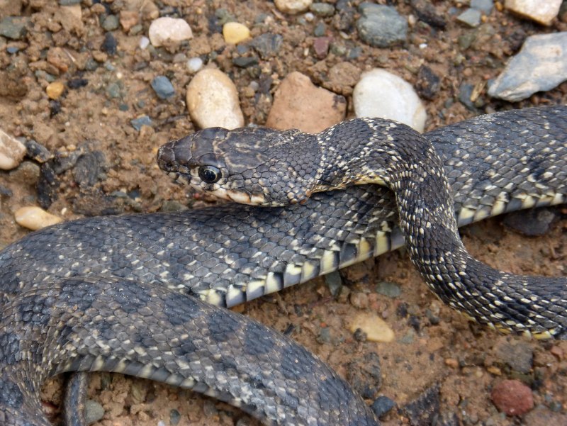 Hemorrhois hippocrepis