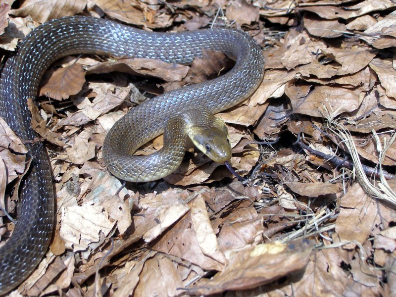Полоз эскулапов (zamenis longissimus)