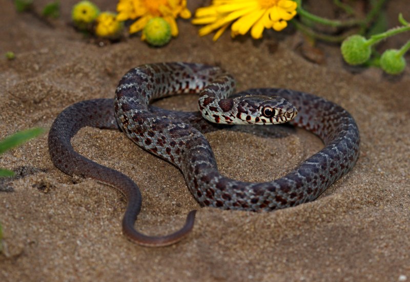 Blue Racer Coluber