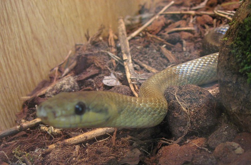 Zamenis lineatus