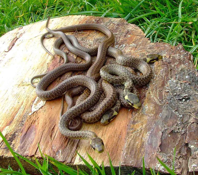 Aesculapian Snake