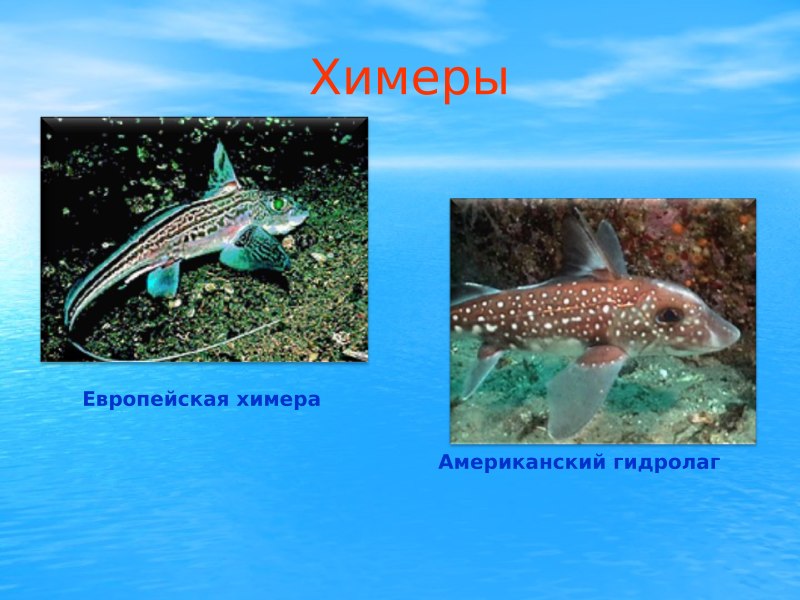 Химеры хрящевые рыбы представители