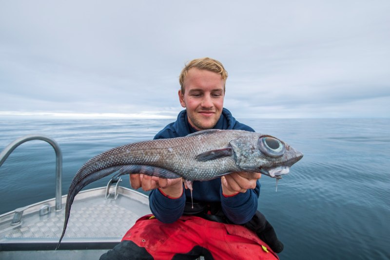 Рыбы Норвегии морские