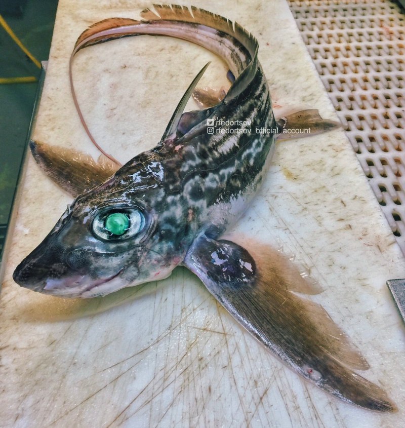 Chimaera monstrosa