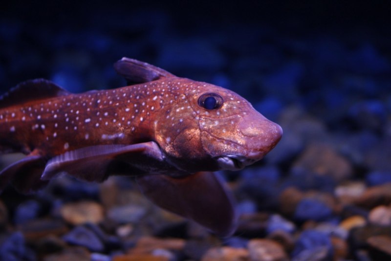 Hydrolagus colliei