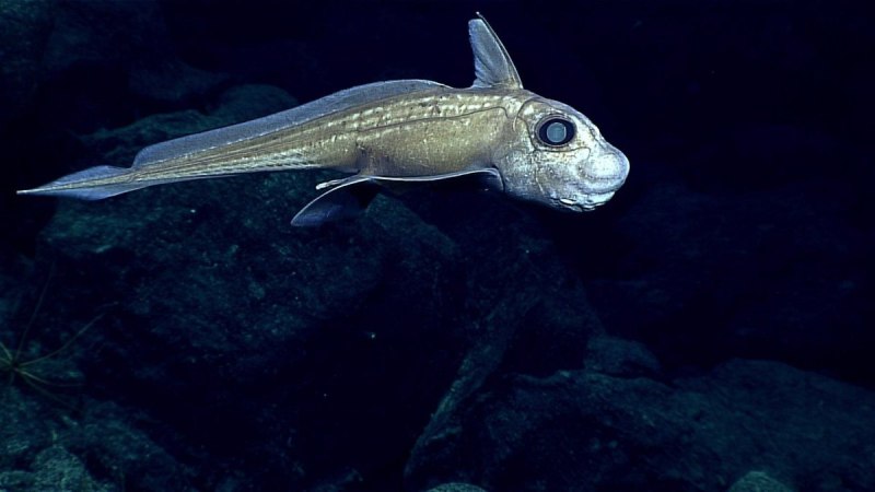 Европейская Химера (Chimaera monstrosa)