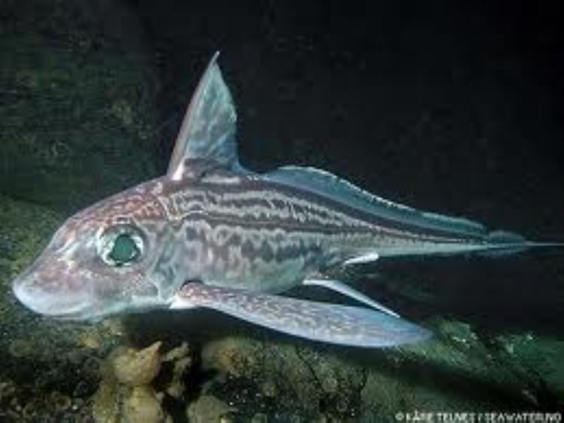 Европейская Химера (Chimaera monstrosa)