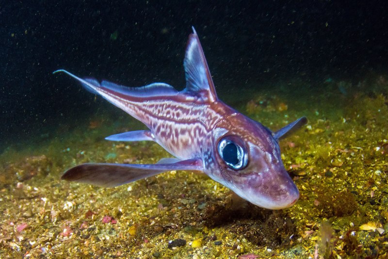 Chimaera monstrosa