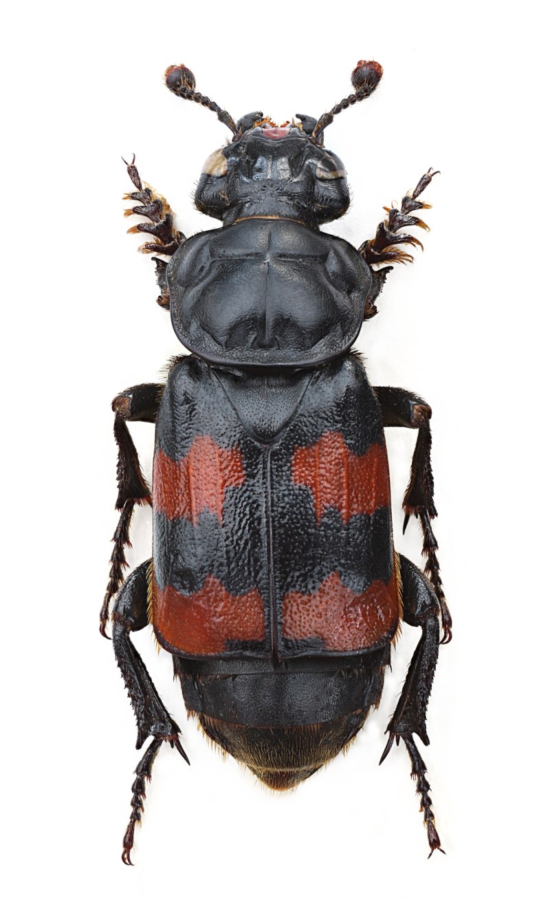 Nicrophorus interruptus Жук