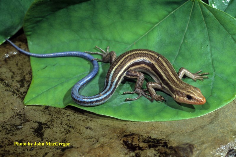 Five-lined Skink (Plestiodon fasciatus)