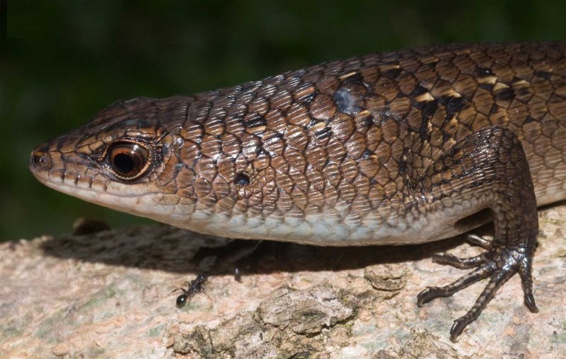 Skink Diät nz