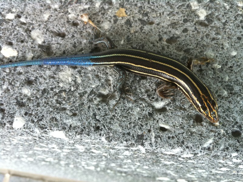 (Eumeces callicephalus