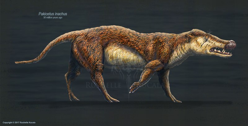 Pakicetus inachus