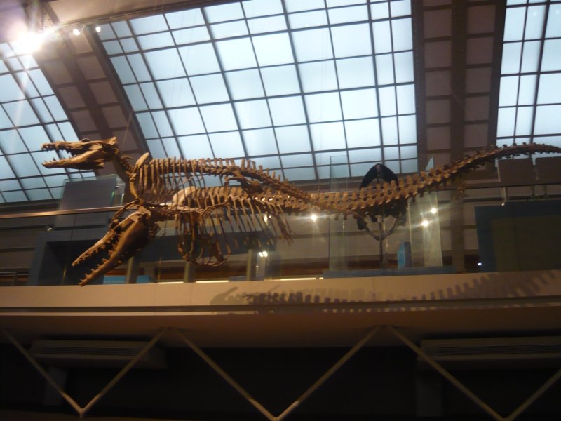 Родхоцеты Rodhocetus скелеты