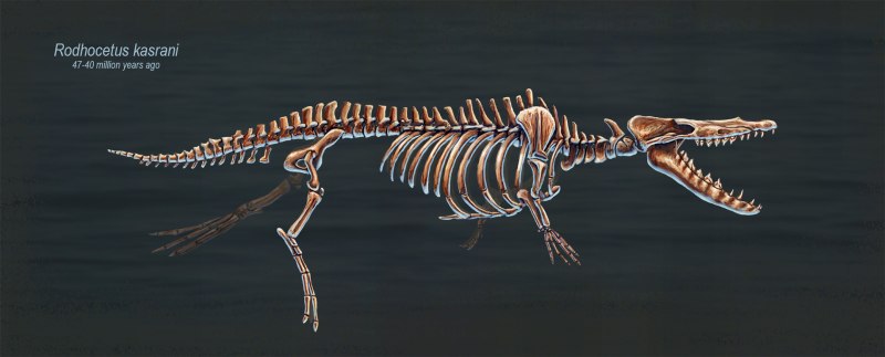 Protocetidae Rodhocetus