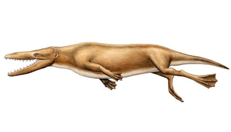 Georgiacetus vogtlensis