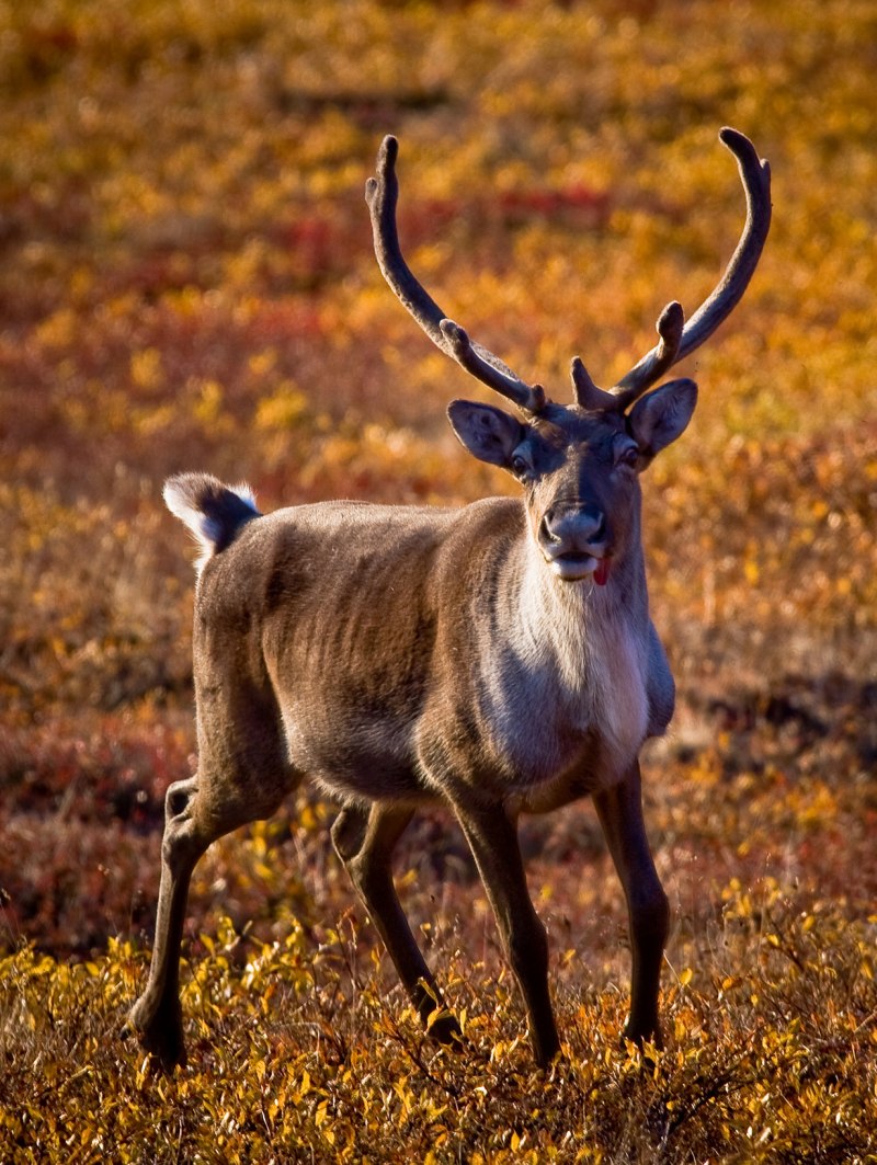 Северный олень – Rangifer tarandus