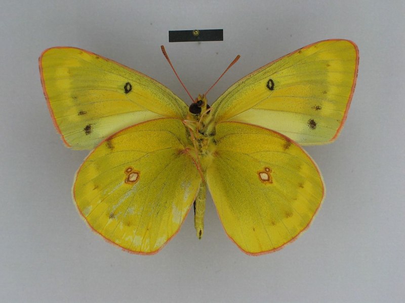COLIAS aurorina