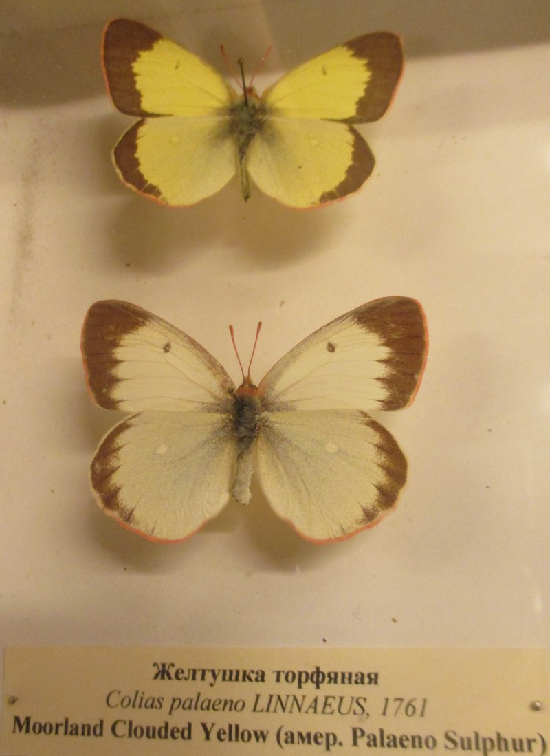 COLIAS palaeno (Linnaeus, 1761)