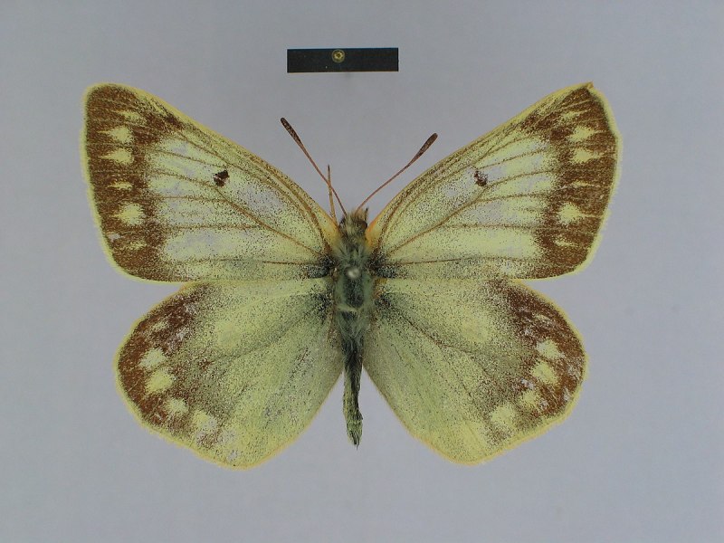 COLIAS viluiensis