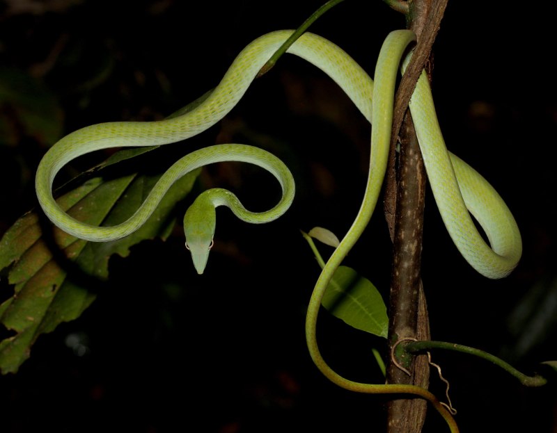 Ahaetulla prasina