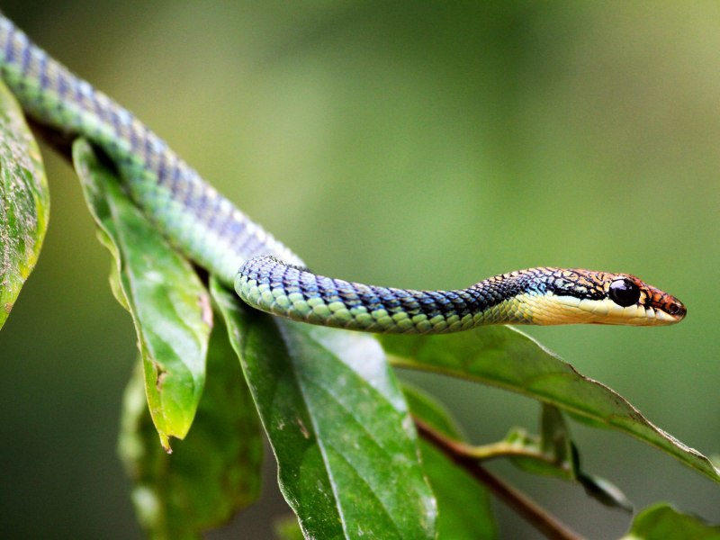 Chrysopelea taprobanica