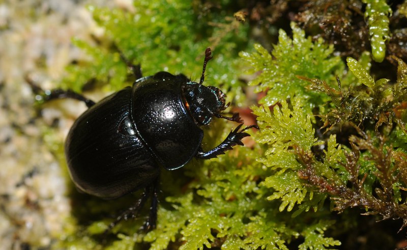 Навозник обыкновенный (geotrupes Stercorarius l.)