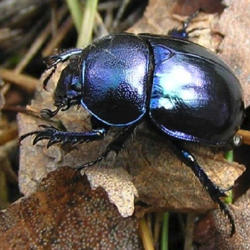 Навозник весенний (Trypocopris vernalis)