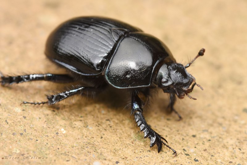 Навозник обыкновенный geotrupes Stercorarius