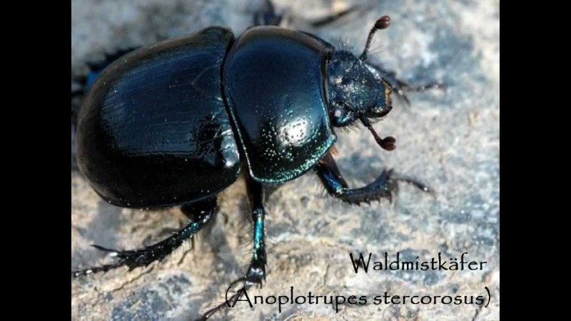 Anoplotrupes stercorosus