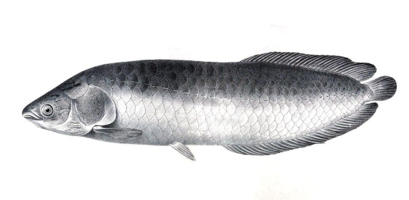Oreochromis niloticus
