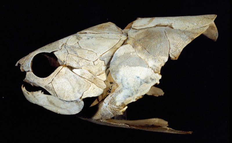 Coccosteus окаменелости