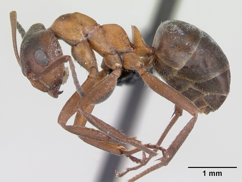 Formica exsecta