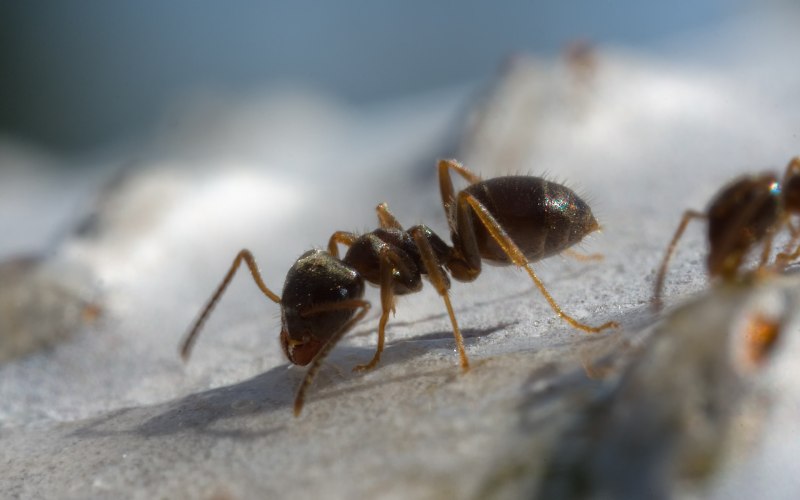 Formica (Formica) lugubris