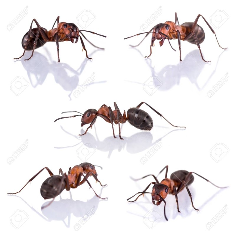 Formica exsecta матка