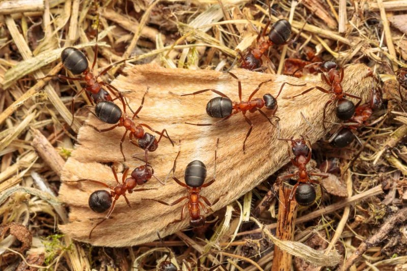 Formica exsecta матка
