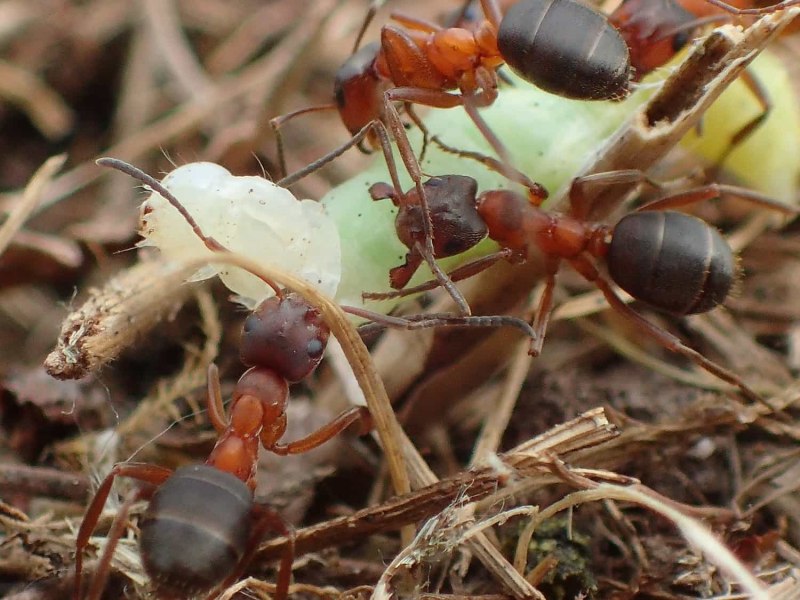 Formica subpilosa