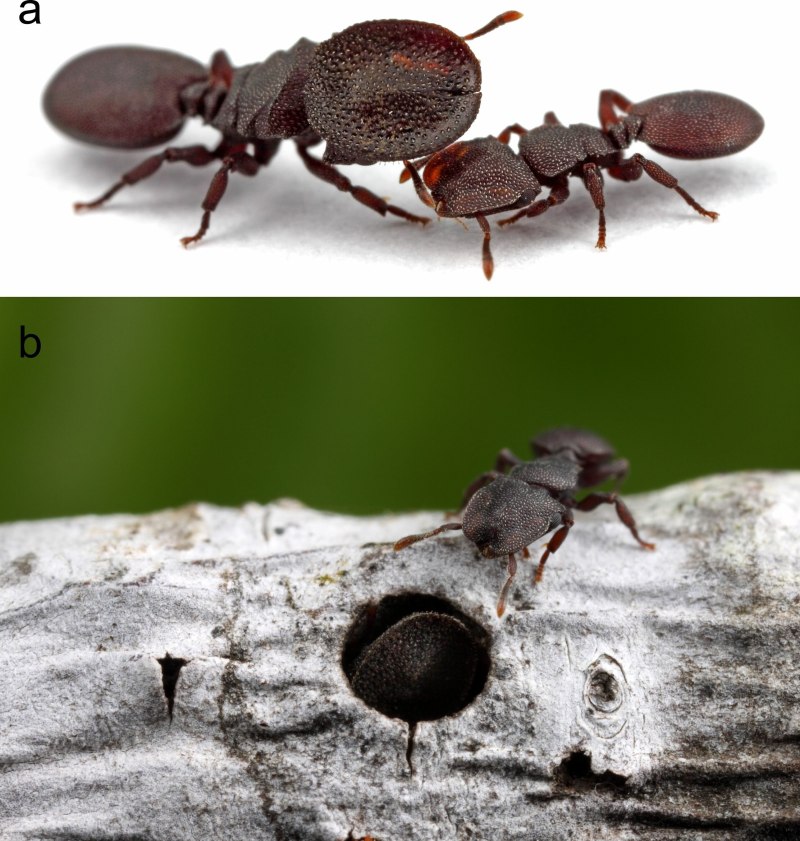 Муравьи-кефалоты (cephalotes)