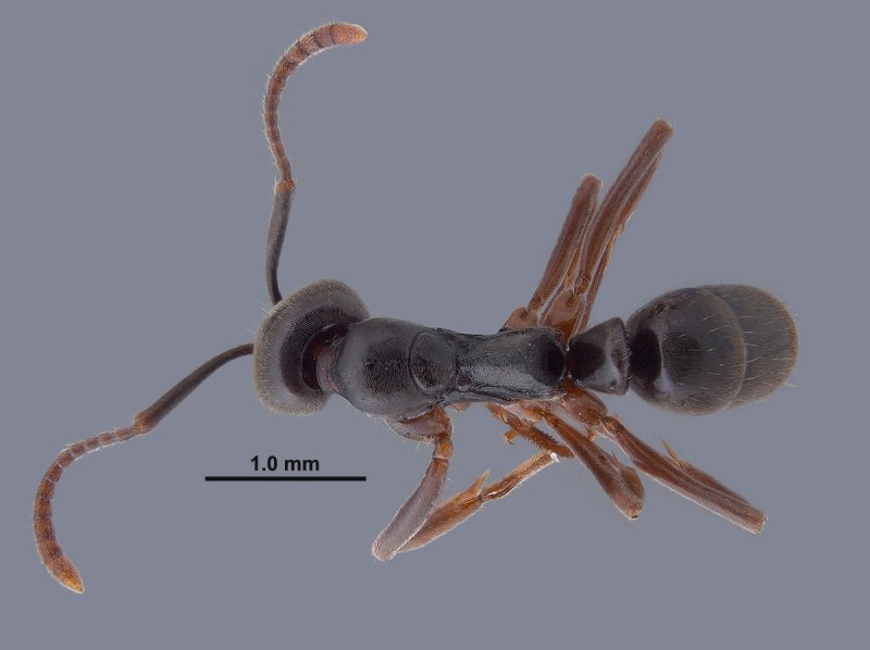 Brachyponera chinensis