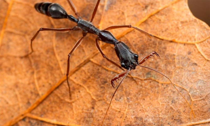 Formica archboldi
