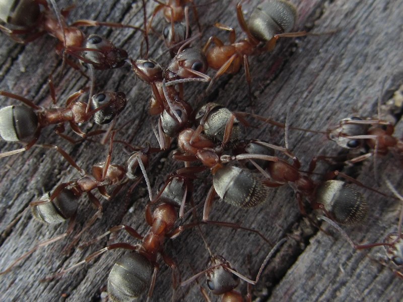 Прыткий Степной муравей Formica cunicularia
