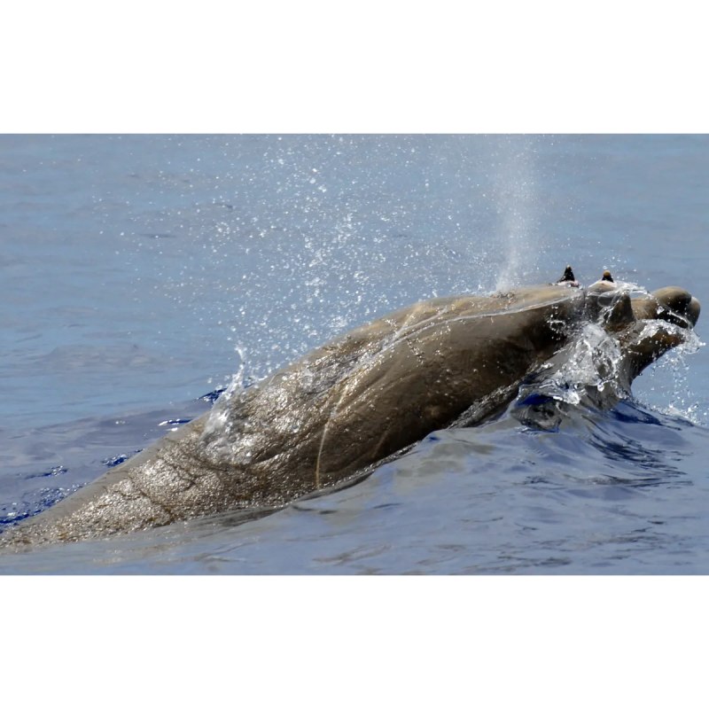 Mesoplodon densirostris