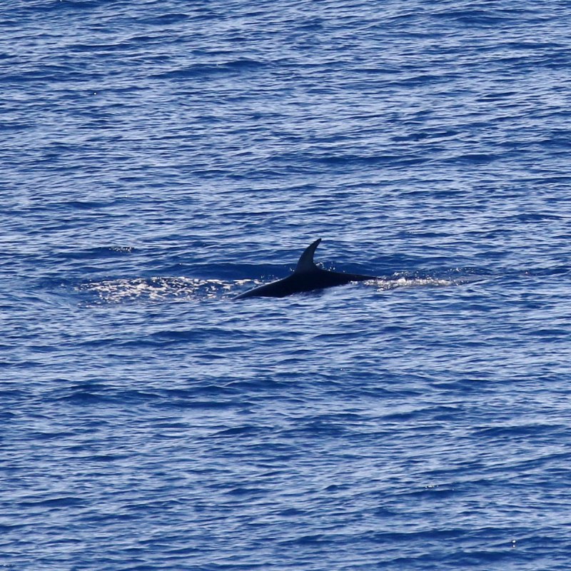 Mesoplodon grayi